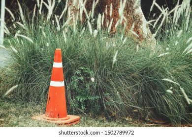 Traffic Cone And White Flowers