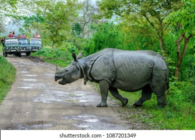 Traffic Jam At Kaziranga National Park