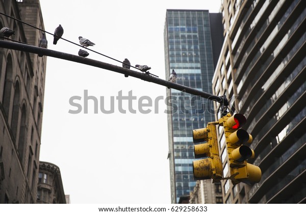 Traffic light in New\
York.