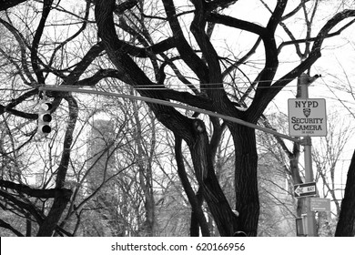 Traffic Light And NYPD Security Camera Sign In Front Of Trees,  Black And White Style