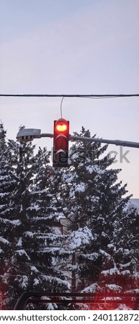 Traffic light in winter on the background of a Christmas tree