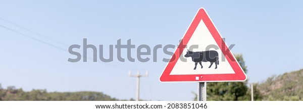 traffic safety signs on city street road.\
triangular danger sign of the movement of animals livestock cows.\
danger warning symbol on urban way for cars. control and regulate\
drive in town path.\
banner