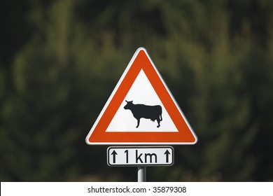 traffic sign symbol warning for cows and cattle ahead