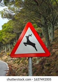 Traffic signal of danger, wild animals in freedom, mountain road in a pine forest, Spain