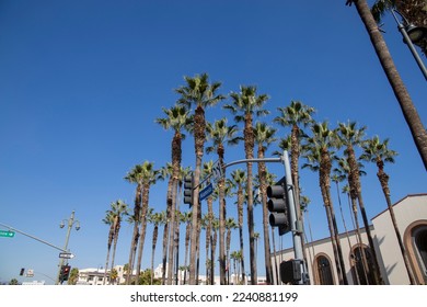 a traffic signal with a street sign that reads “Alameda”  in front of Union Station train station surrounded by tall lush green palm trees with a clear blue sky in Los Angeles California USA