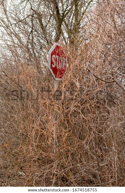 Traffic stop sign half hidden behind the trees and\
bushes. Overgrown bushes blocking stop sign are putting drivers at\
risk. Secret road sign. Sign almost completely covered by an\
overgrown tree.