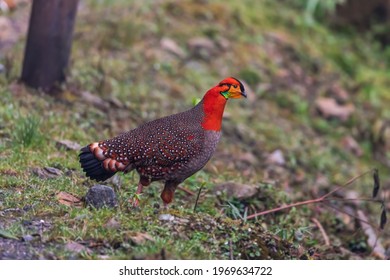 Blyth’s tragopan (Tragopan  blythii), commemorates with Edward Blyth (1810–1873), recorded as vulnerable species in the IUCN Red List at Mishmi hills, AP, India - Shutterstock ID 1969634722