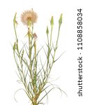 Tragopogon, also known as goatsbeard or salsify. Isolated on white background.