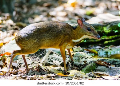 Tragulus (chevrotain) Is A Genus Of Even-toed Ungulates In The Family Tragulidae That Are Known As Mouse-deer