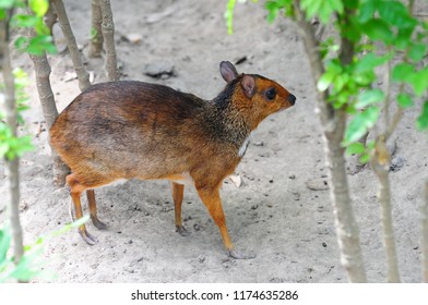 Tragulus Is A Genus Of Even-toed Ungulates In The Family Tragulidae That Are Known As Mouse-deer