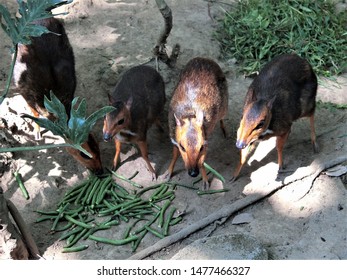 Tragulus Is A Genus Of Even-toed Ungulates In The Family Tragulidae That Are Known As Mouse-deer.