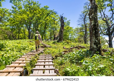 Trail
