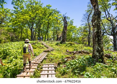 Trail
