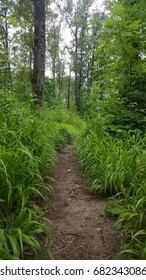 Trail