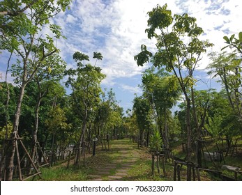 trail
