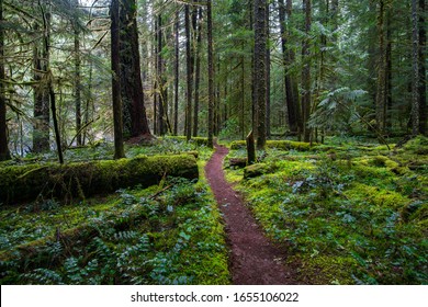 A Trail Along The Mckenzie River