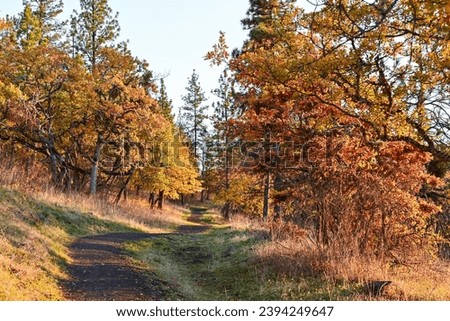 A trail along Roxy Ann Peak in Prescott Park, Medford, Oregon.