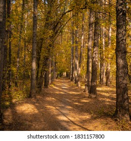 Trail In The Autumn Forest Among Tall Larch Trees - Autumn Landscape