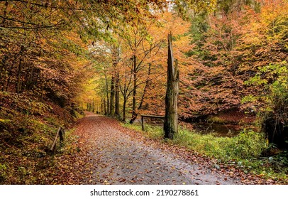 The trail in the autumn forest park. Autumn forest trail. Trail in autumn forest. Autumn in forest
