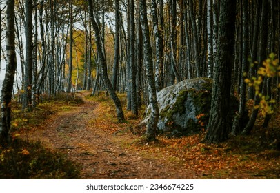 The trail in the autumn forest. Autumn forest path. Autumn birch tree forest. Birch tree forest in autumn - Powered by Shutterstock
