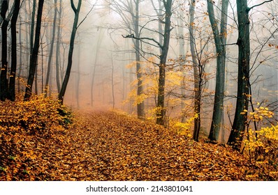 A trail in the autumn misty forest. Beautiful autumn forest in mist. Autumn fog in forest. Foggy forest path in autumn - Shutterstock ID 2143801041