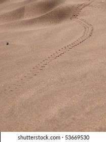 Trail Of A Beetle In The Namib Desert