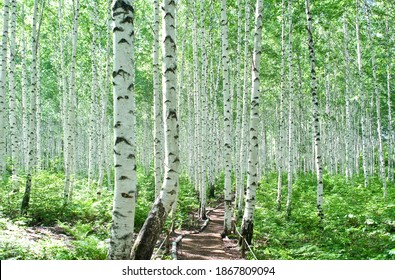 A Trail Between Birch Trees At Wondae-ri Birch Forest At Wondae-ri Near Inje-gun, South Korea