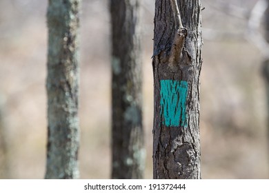 Trail Blaze Marker On Tree Trunk