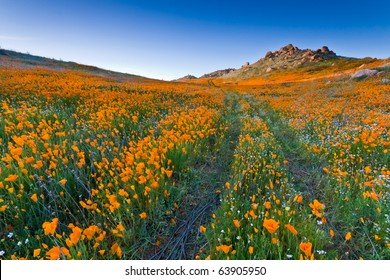 Trail with blazing poppies flowers field