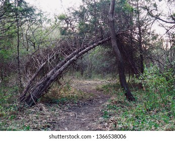 A Trail At Bles Park, Ashburn, Loudoun County, Northern Virginia