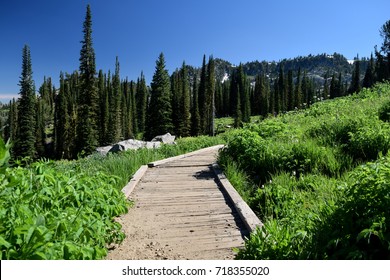 Trail To Blue Lake Cascade Idaho Summer