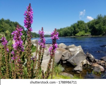 Trail by the Merrimack River. New Hampshire.