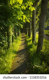 A Trail By The Shannon Estuary In Shannon Clare
