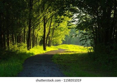 A Trail By The Shannon Estuary In Shannon Clare
