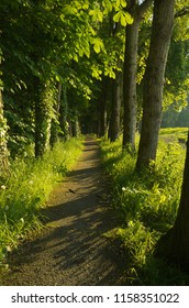 A Trail By The Shannon Estuary In Shannon Clare
