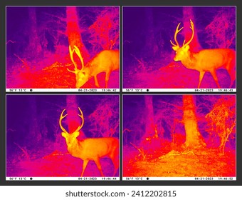 Trail cam night vision of Sika deer stag. Infrared thermal imaging, taken in New Zealand, Kaimanawa Ranges, central North Island, during the Roar season when stags are most active.