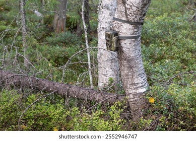 Trail camera attached to a birch to try to catch a bear, picture from Vaesternorrland Sweden.