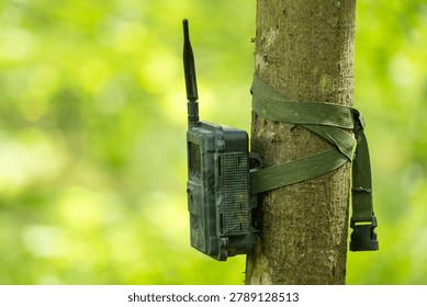 Trail camera mounted on a tree trunk in a green forest for wildlife monitoring and animal observation