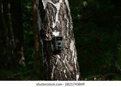 Trail Camera Mounted on Tree Trunk in Forest for Wildlife Monitoring