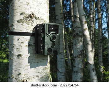 Trail Camera On A Tree. Photo And Video Trap. Animal Monitoring Device With Motion Sensor And Night Vision