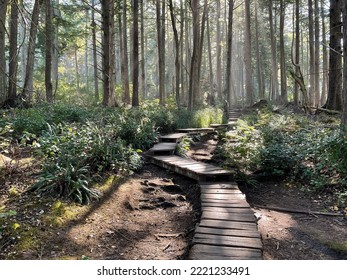 Trail To Cape Flattery Point, Makah Reservation, Washingtom State