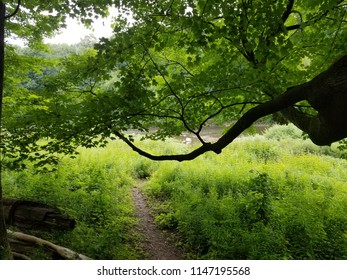 Trail To Cass River