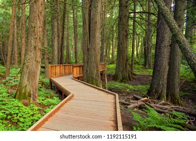 Trail Of The Cedars In Glacier National Park, Montana, USA