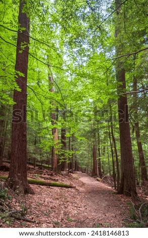 A Trail at Cook Forest State Park and Clarion River Lands in scenic northwestern Pennsylvania