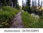 Trail Cuts Through Patch Of Western Seed Heads In Glacier National Park