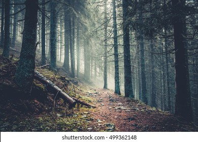 Trail in a dark pine forest on the slopes of the mountain. Carpathians, Ukraine, Europe. Beauty world. Vintage filter
