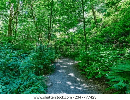 A trail at Dash Point State Park in summer. Located in Washington State.