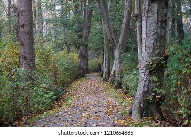 Trail At Deas Island Park Near Vancouver