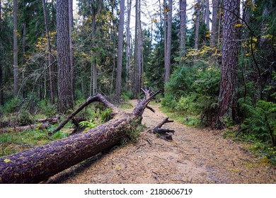 Trail in a deep, dark forest. Larch tree forest trail. Trail in larch tree forest. Larch tree forest landscape