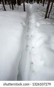 Trail of deer tracks in deep snow, leading into the woods of northern Maine.